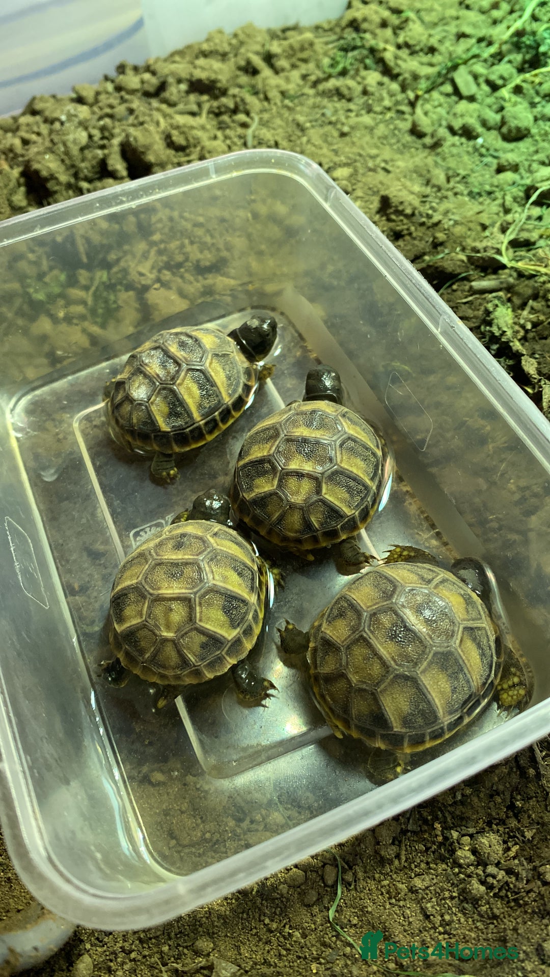 Hermann Tortoise reptiles for sale: Herman tortoises  - Advert 4