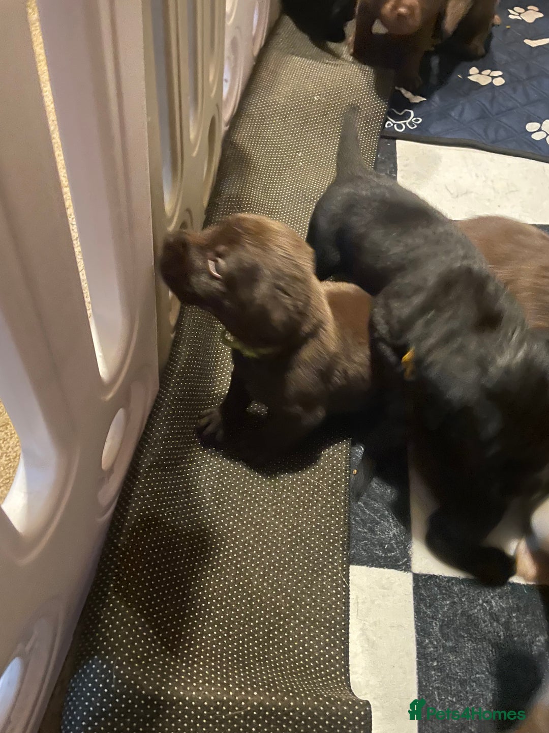 Labrador Retriever dogs for sale: KC registered Labrador pups - Advert 9