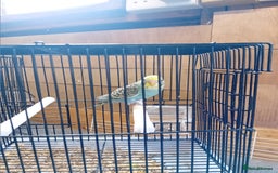Budgerigars birds for sale: Young budgies  - Image 5