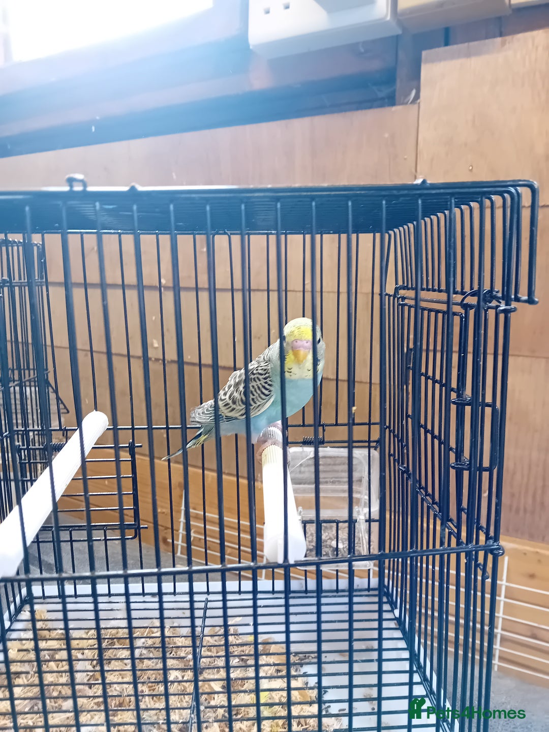 Budgerigars birds for sale: Young budgies  - Image 5