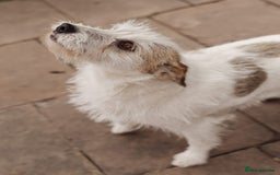 Mixed Breed dogs for adoption: 💖🐶 FAY 🐶💖 - Image 19