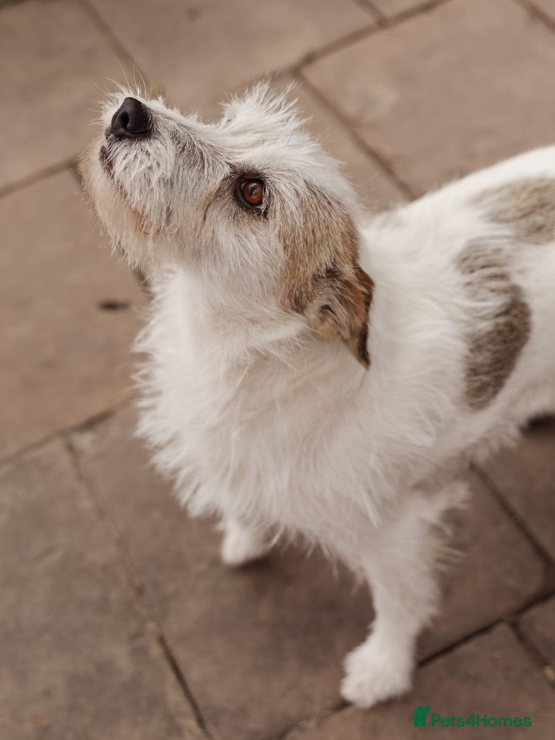 Mixed Breed dogs for adoption: 💖🐶 FAY 🐶💖 - Image 19