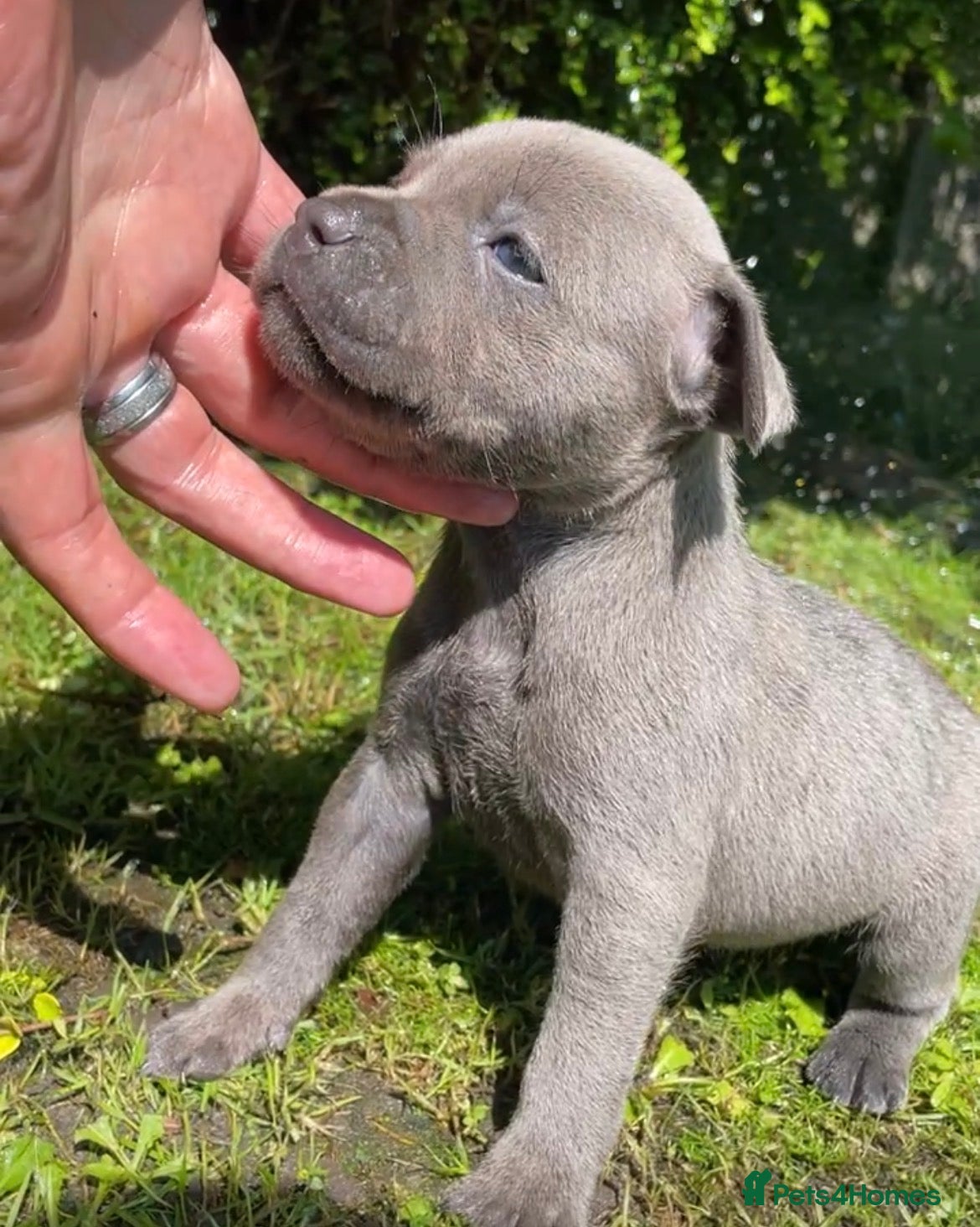 Staffordshire Bull Terrier dogs Black Eye SBTs this season litter 3 boys 3 girls  - Advert 2