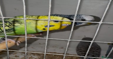 Budgerigars birds - Advert 1