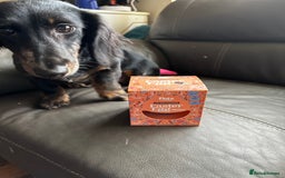 Mixed Breed dogs for sale: Lenny & Lulu - Image 9