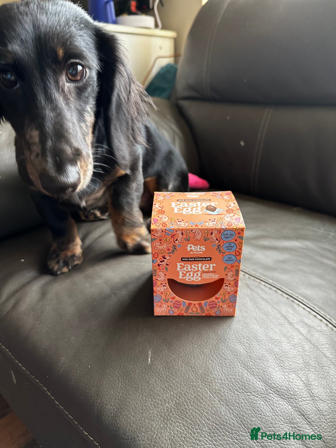 Mixed Breed dogs for sale: Lenny & Lulu - Image 9