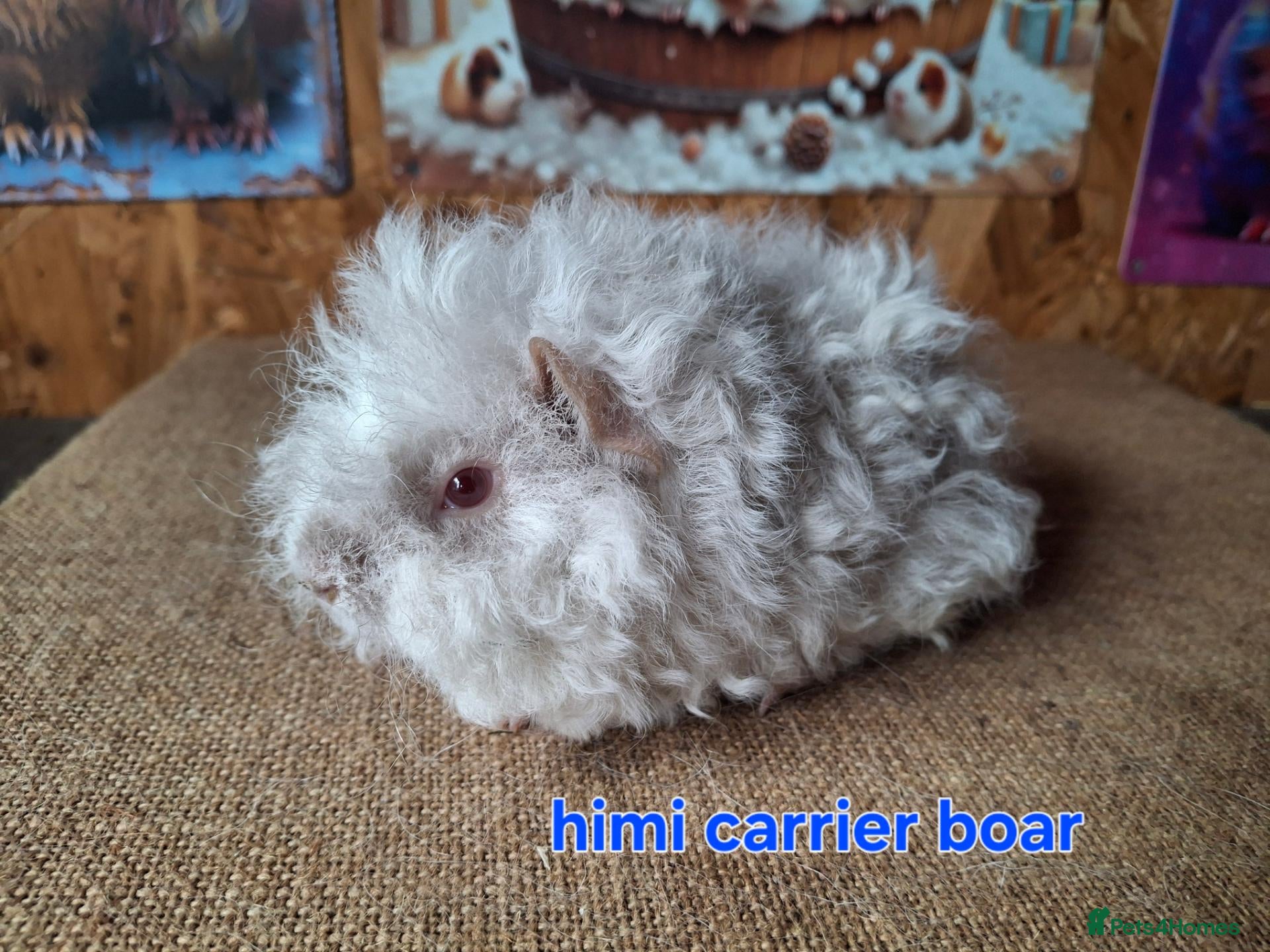 Guinea Pig rodents Lunkarya  - Advert 2