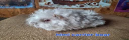 Guinea Pig rodents for sale: Lunkarya  - Advert 2