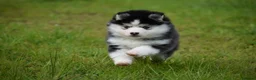 Pomsky dogs for sale: F4 Genuine Pomskies from health tested parents - Advert 13