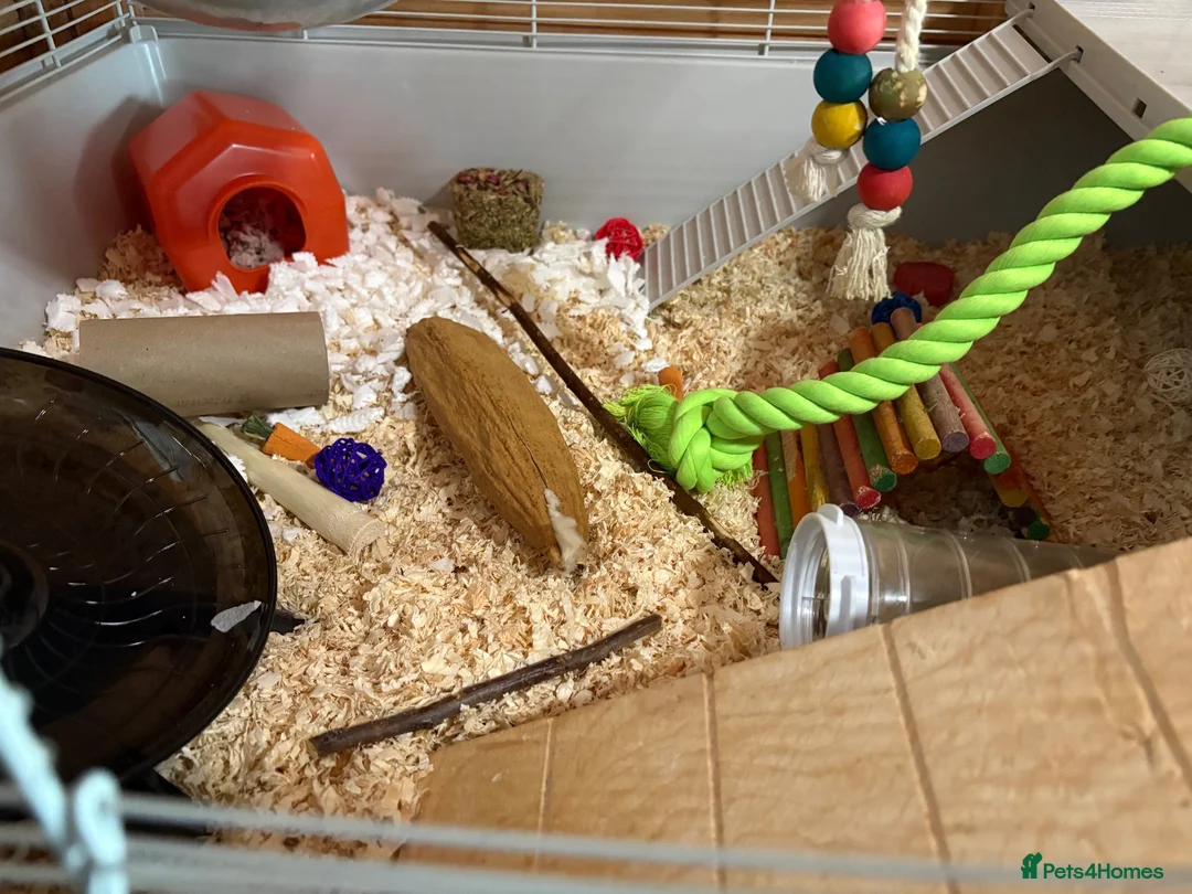 Mouse rodents for sale: Really friendly black male with full set up  - Advert 7