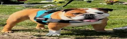 English Bulldog dogs for stud: Full Breed Bulldog for stud - Advert 1