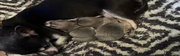 Chihuahua dogs for sale: 1 Male 1 female chihuahua for loving homes - Advert 16