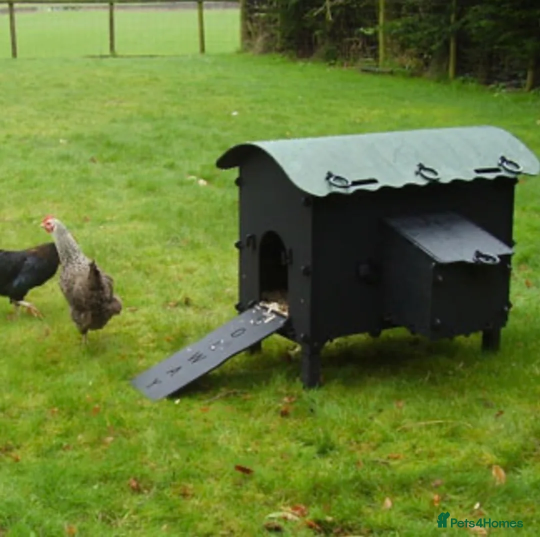 Mixed Breed poultry for sale: Eco Hen Loft - Recycled - 3/4 Hens - Advert 4