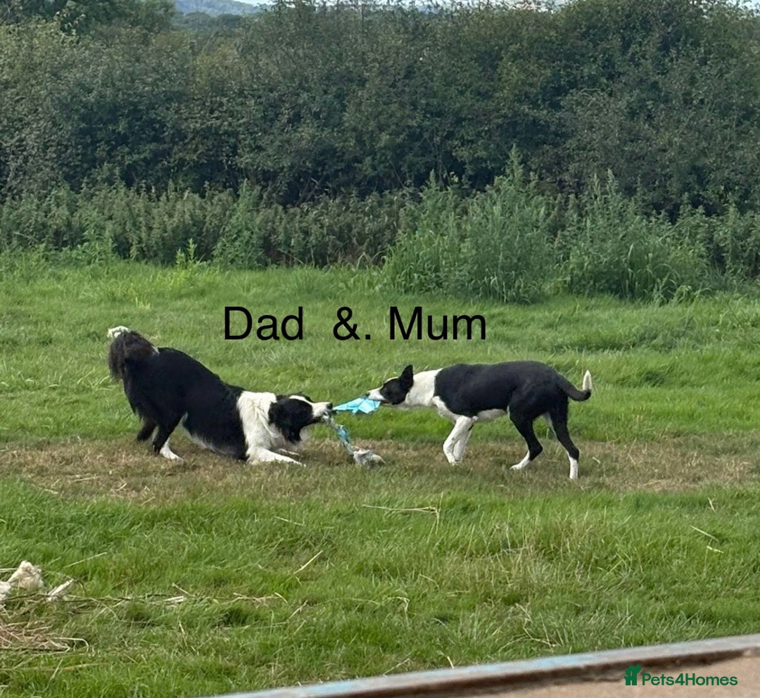 Border Collie dogs for sale: 6 Border Collie Puppies - Advert 6