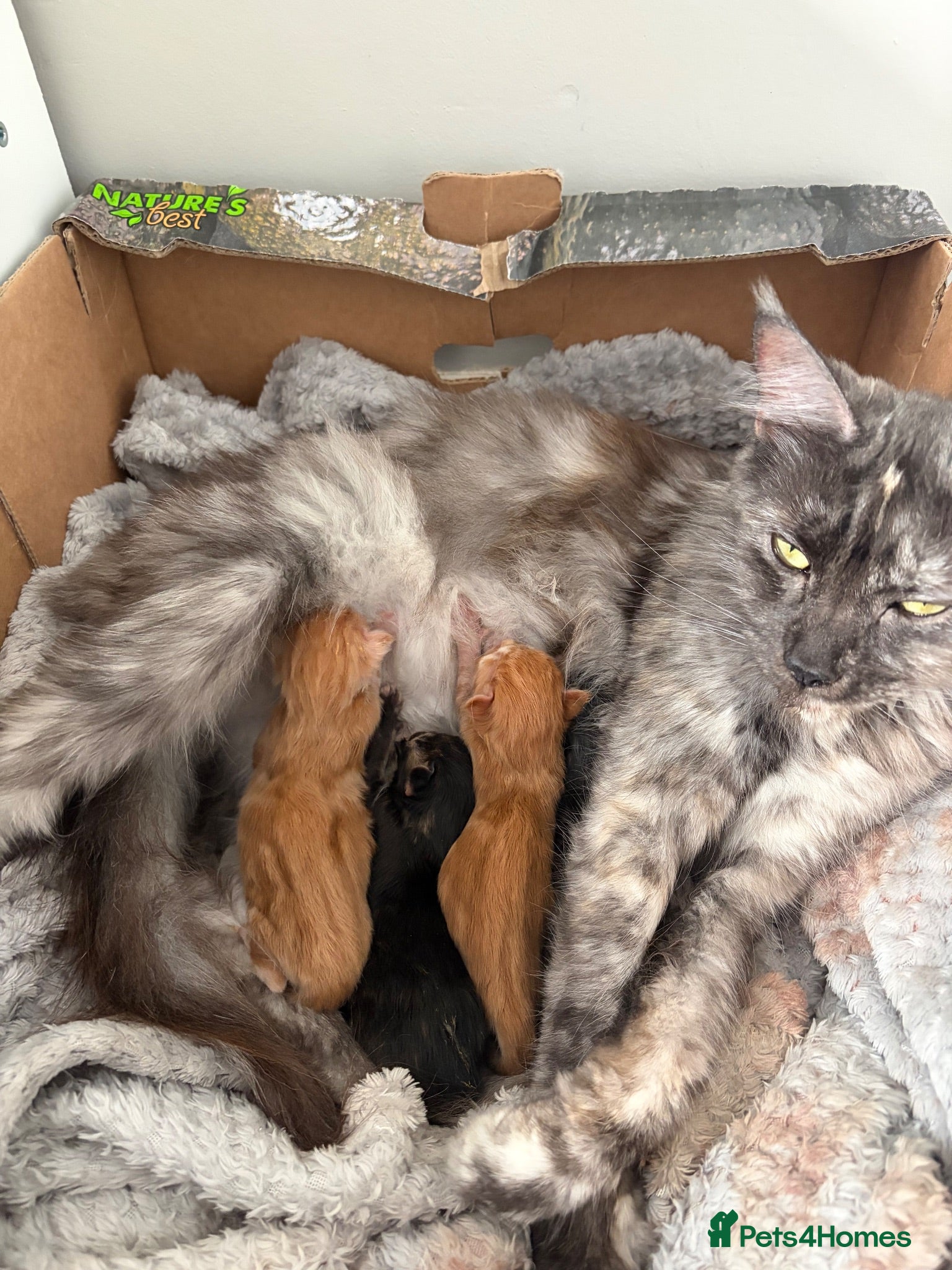 Maine Coon cats GCCF Registered beautiful kittens ❤️ - Advert 1