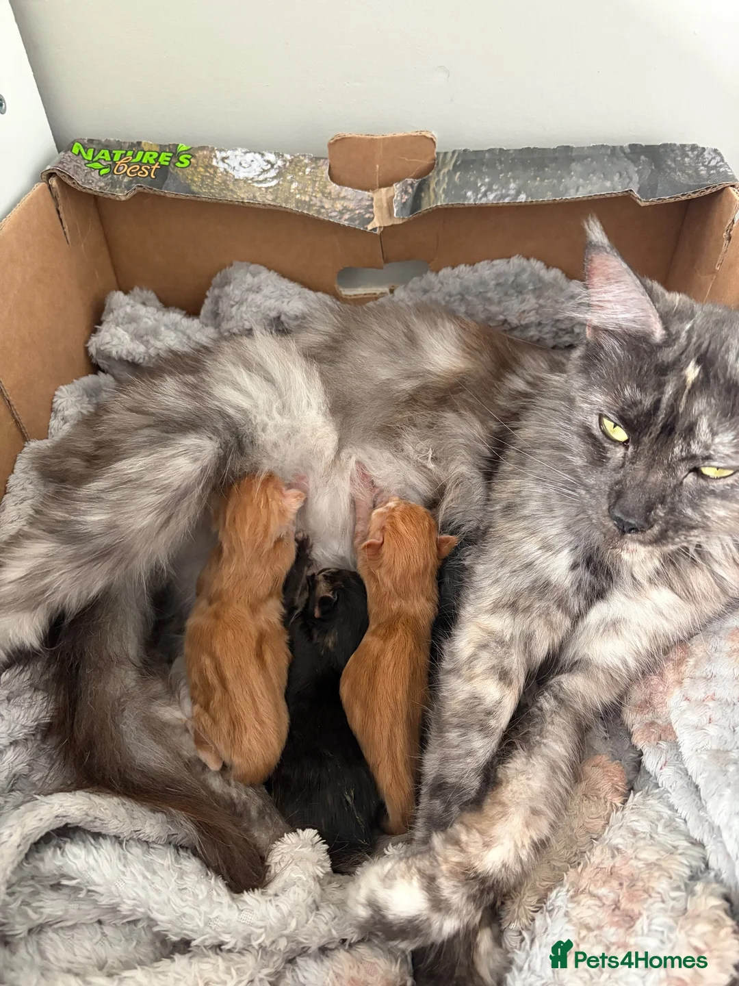 Maine Coon cats for sale: GCCF Registered beautiful kittens ❤️ - Advert 1
