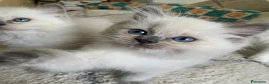 Ragdoll 5