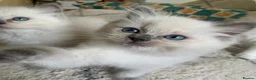 Ragdoll cats for sale: Blue tip ragdolls  - Advert 5