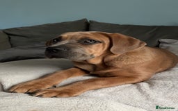 Cane Corso dogs for sale: Cane corso x Boerboel🩷 - Image 2