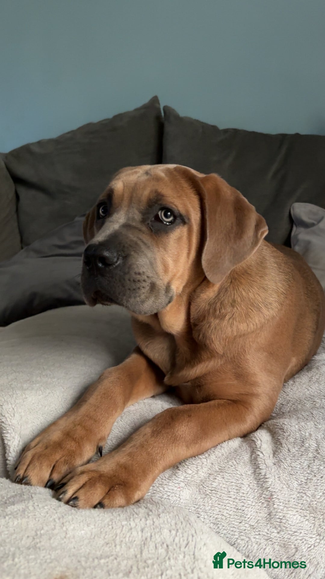 Cane Corso dogs for sale: Cane corso x Boerboel🩷 - Image 2