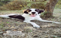 Mixed Breed dogs for adoption: Mecho, 1.5-2 yrs old. Available for adoption. - Image 3