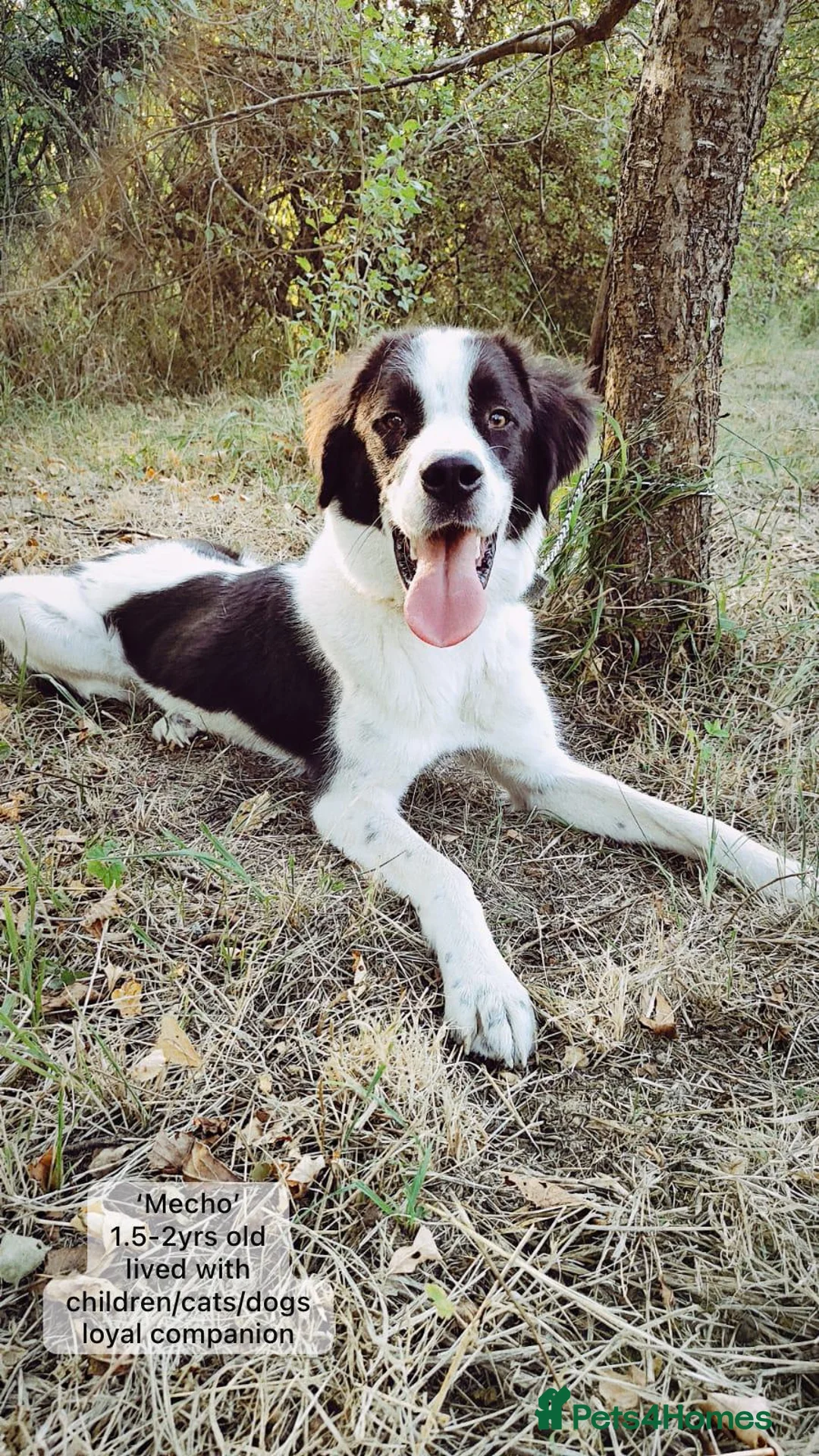 Mixed Breed dogs for adoption: Mecho, 1.5-2 yrs old. I adopted . - Advert 12