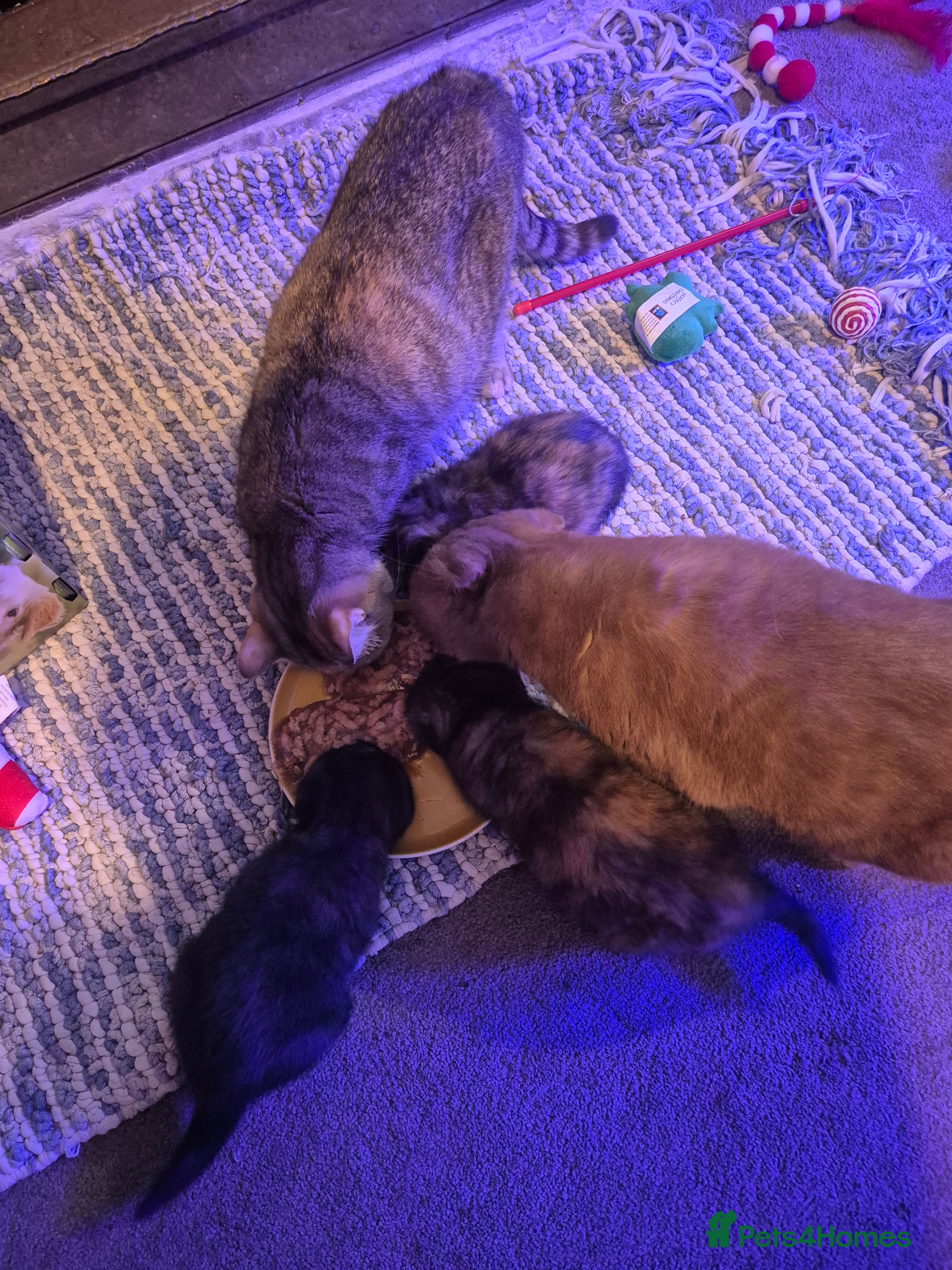 Scottish Fold cats Scottish kittens - Advert 3