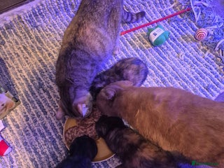 Scottish Fold cats Scottish kittens - Advert 3