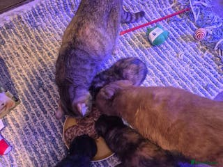 Scottish Fold cats Scottish kittens - Advert 3