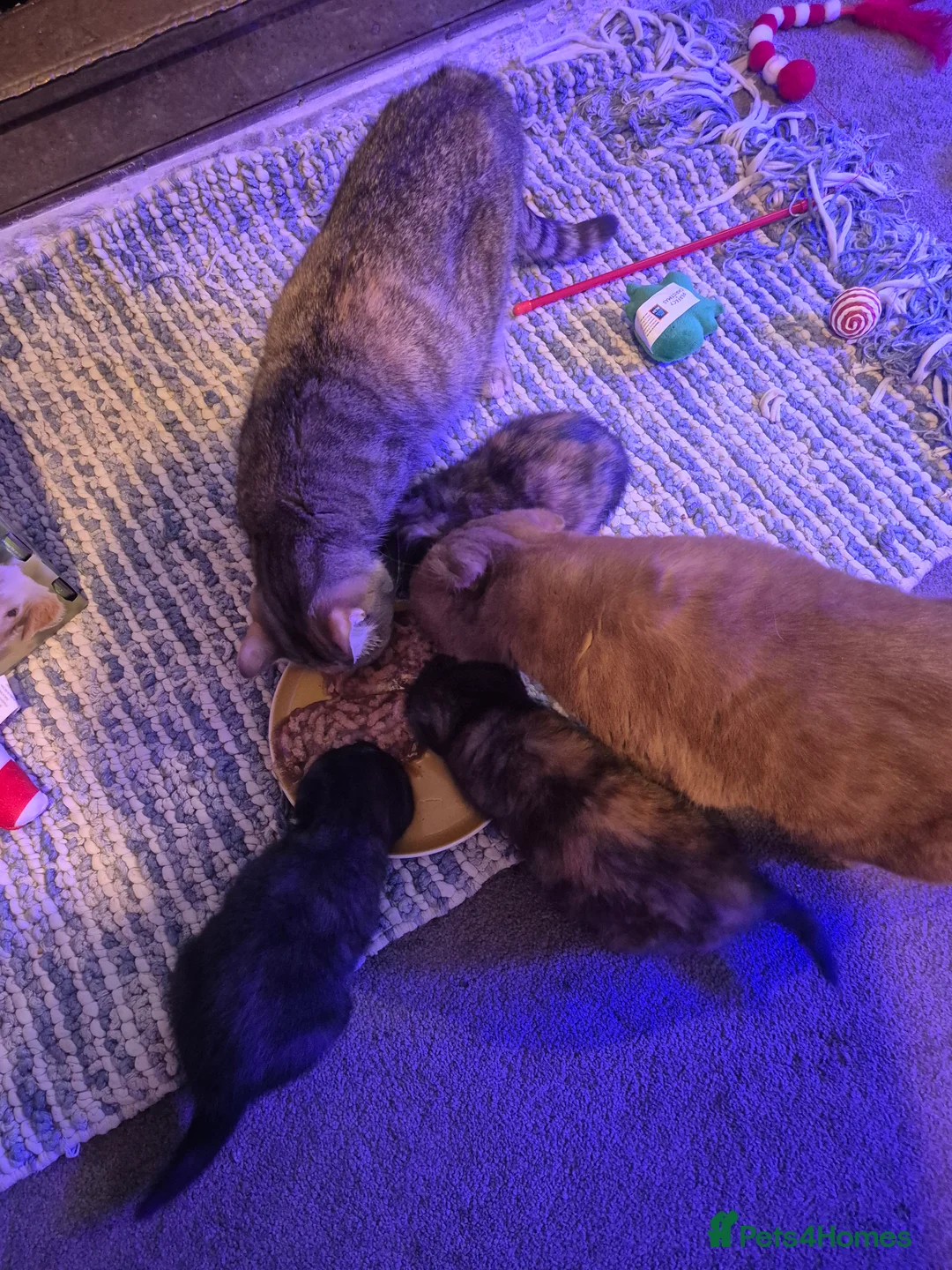 Scottish Fold cats for sale: *Reduced*TICA REGISTERED  - Advert 5