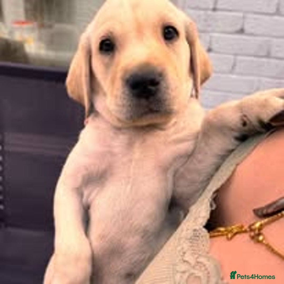 Labrador Retriever dogs for sale: Labrador Puppies for sale in London -KC registered - Image 13
