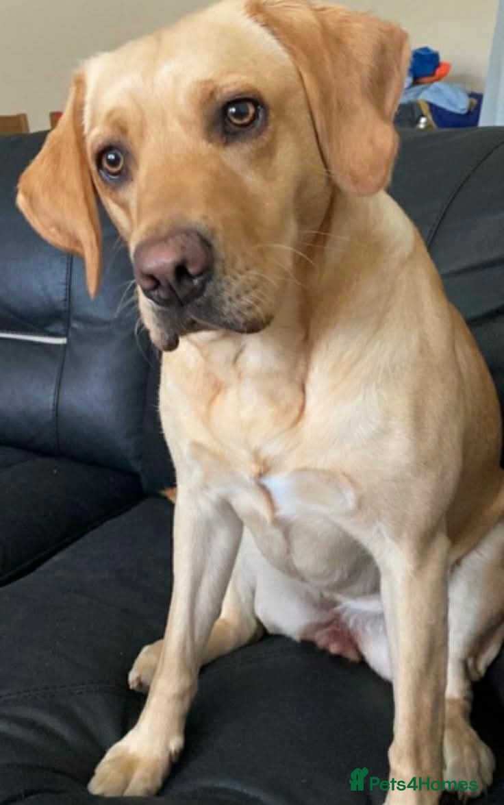 Labradoodle dogs F1 Labradoodle Puppies - Advert 1