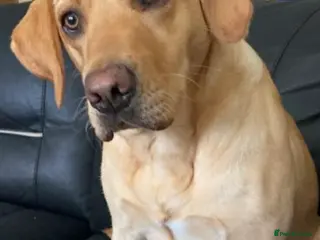 Labradoodle dogs F1 Labradoodle Puppies - Advert 1