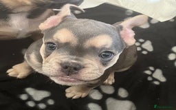 Mixed Breed dogs for sale: Beautiful female puppy ready today  - Image 35