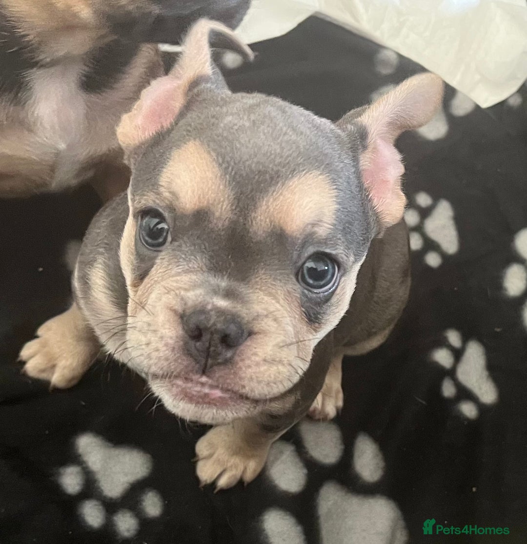 Mixed Breed dogs for sale: Beautiful female puppy ready today  - Image 35