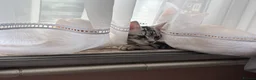 Domestic Shorthair cats for sale: 5 Beautiful Kittens - Advert 20