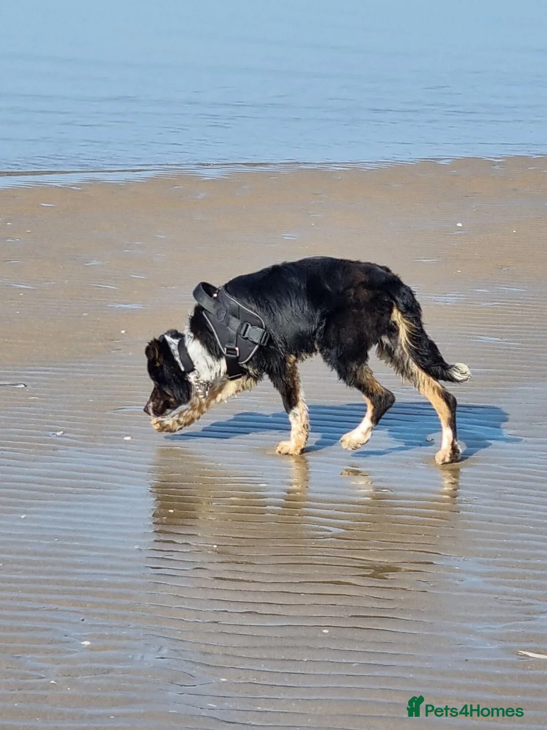 Border Collie dogs for sale: Bailey!  - Advert 8