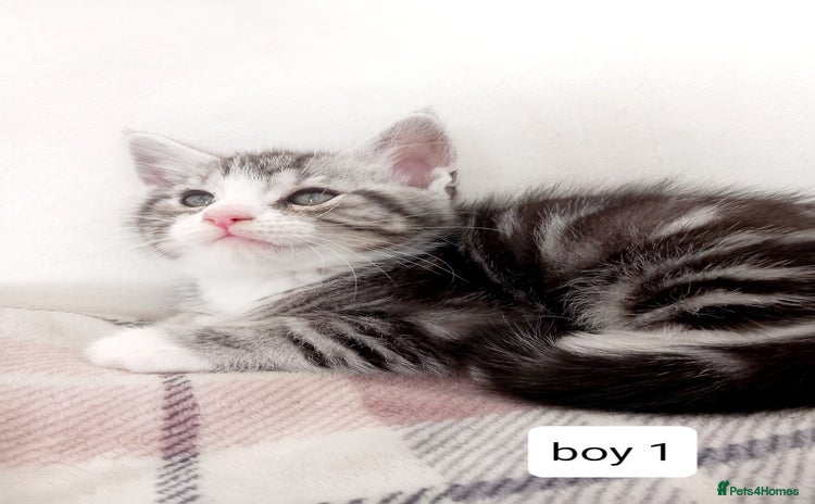 Mixed Breed cats - Advert 10