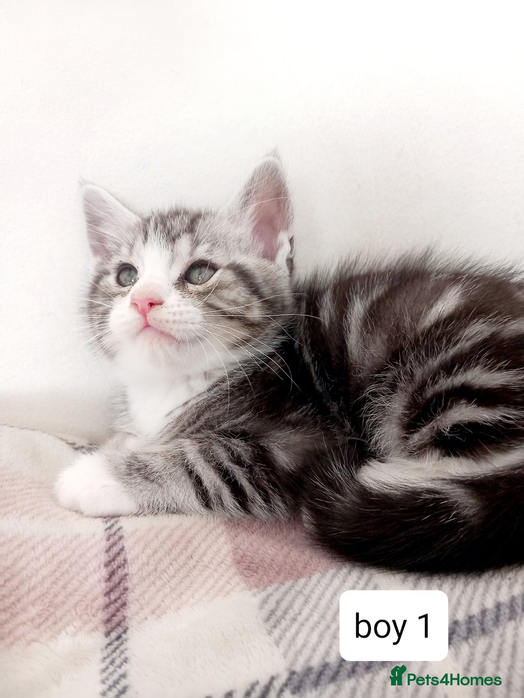 Mixed Breed cats for sale: Mainecoon and Forest Norwegian mixed kittens - Image 1