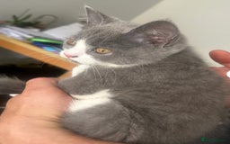 Mixed Breed cats for sale: 3 gorgeous kittens ready now Scottish fold mix - Image 6