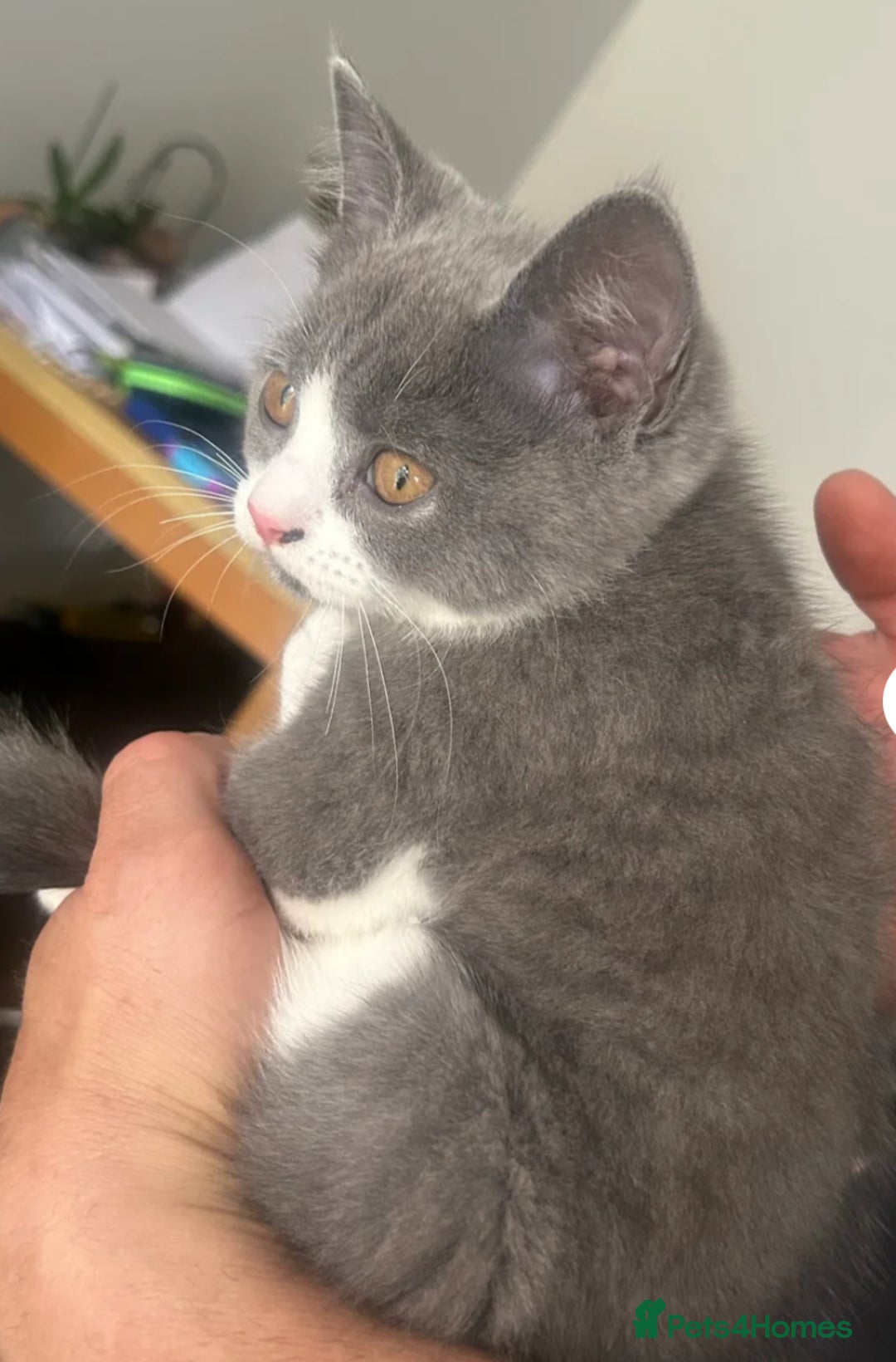 Mixed Breed cats for sale: 3 gorgeous kittens ready now Scottish fold mix - Image 6
