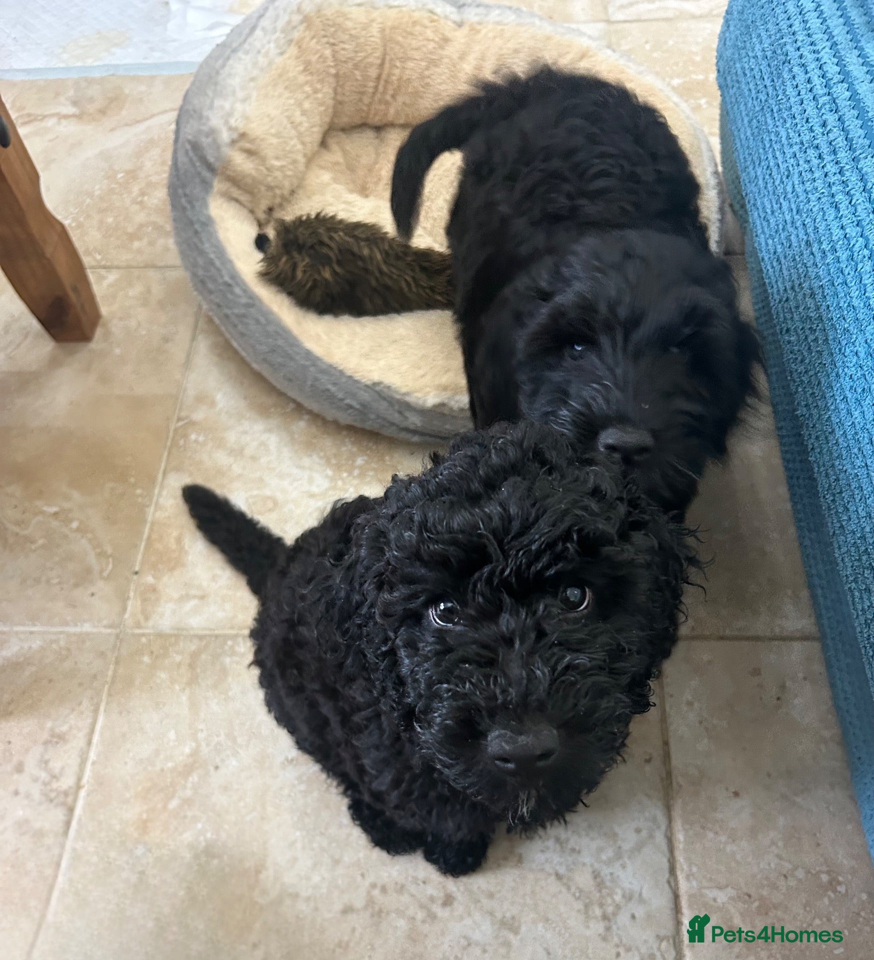 Cockapoo dogs 🐾 LAST F2 COCKAPOO PUPPY – READY NOW 🐾 - Advert 1