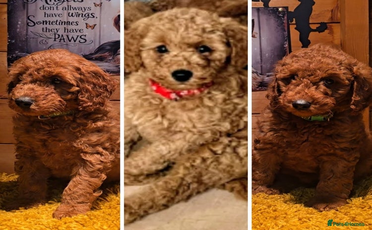 Miniature Poodle dogs MINIATURE POODLE PUPPIES.   - Advert 7