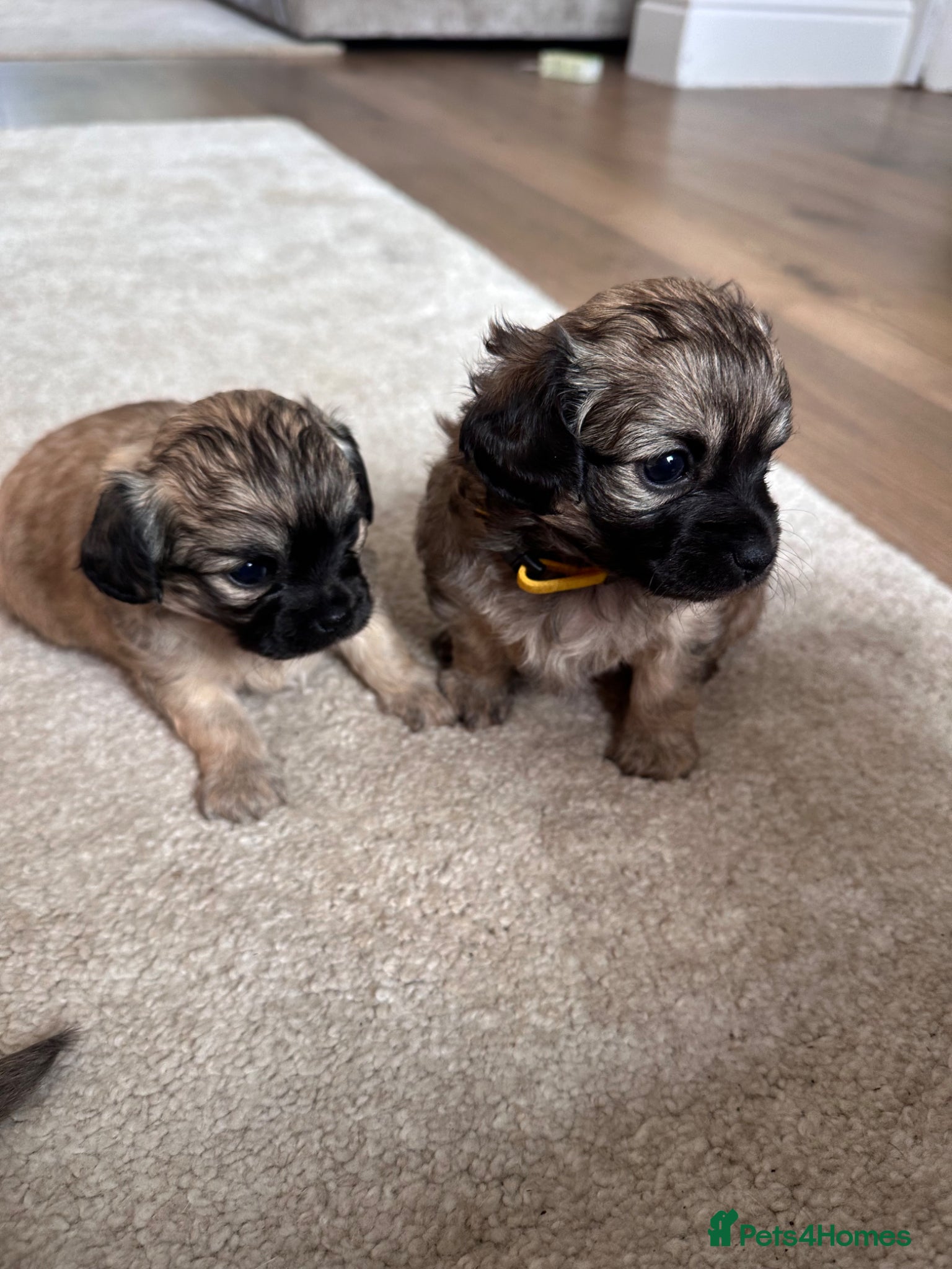 Mixed Breed dogs Beautiful Chihuahua x  Puppies - Advert 17