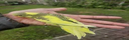 Budgerigars birds for sale: Hand reared super tame budgie  - Advert 10