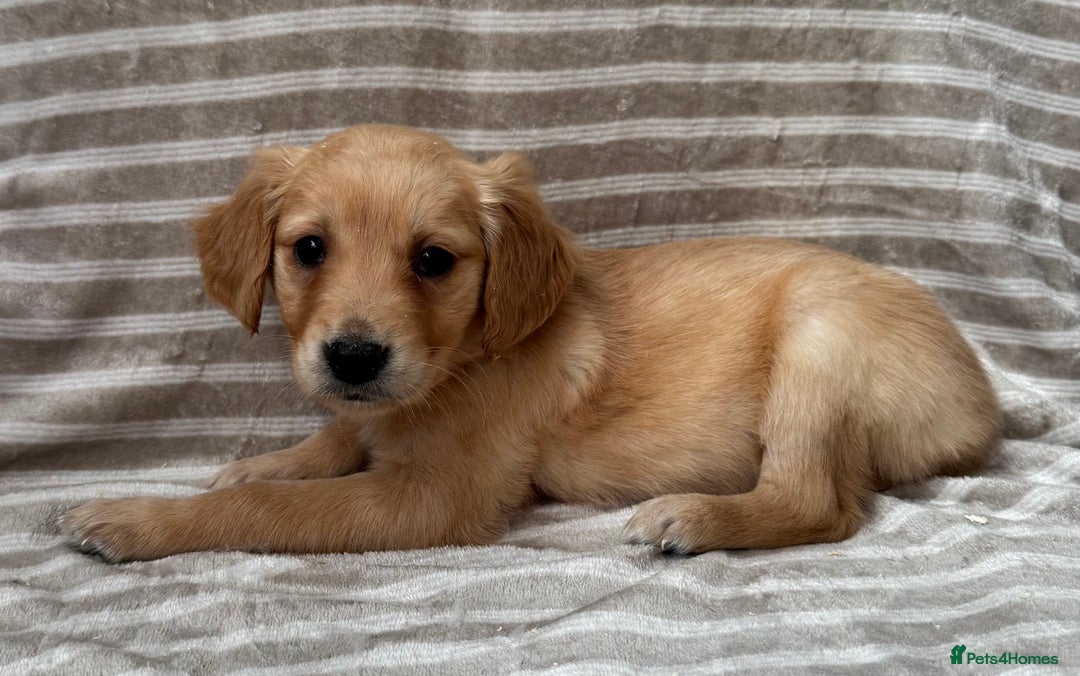 Golden Retriever dogs for sale: Ready🏡 health tested Golden Retriever babies🤍🧬 - Image 13