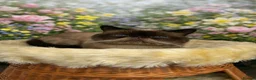 Exotic cats for sale: CHUNKY EXOTICS KITTENS GCCF PARENTS   - Advert 12