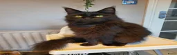 Maine Coon cats for sale: Purebred Maine Coon Kittens.Blue,Black Smoke,Tabby - Advert 15