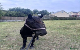 Dartmoor horses for sale: Stunning show prospect  - Image 4