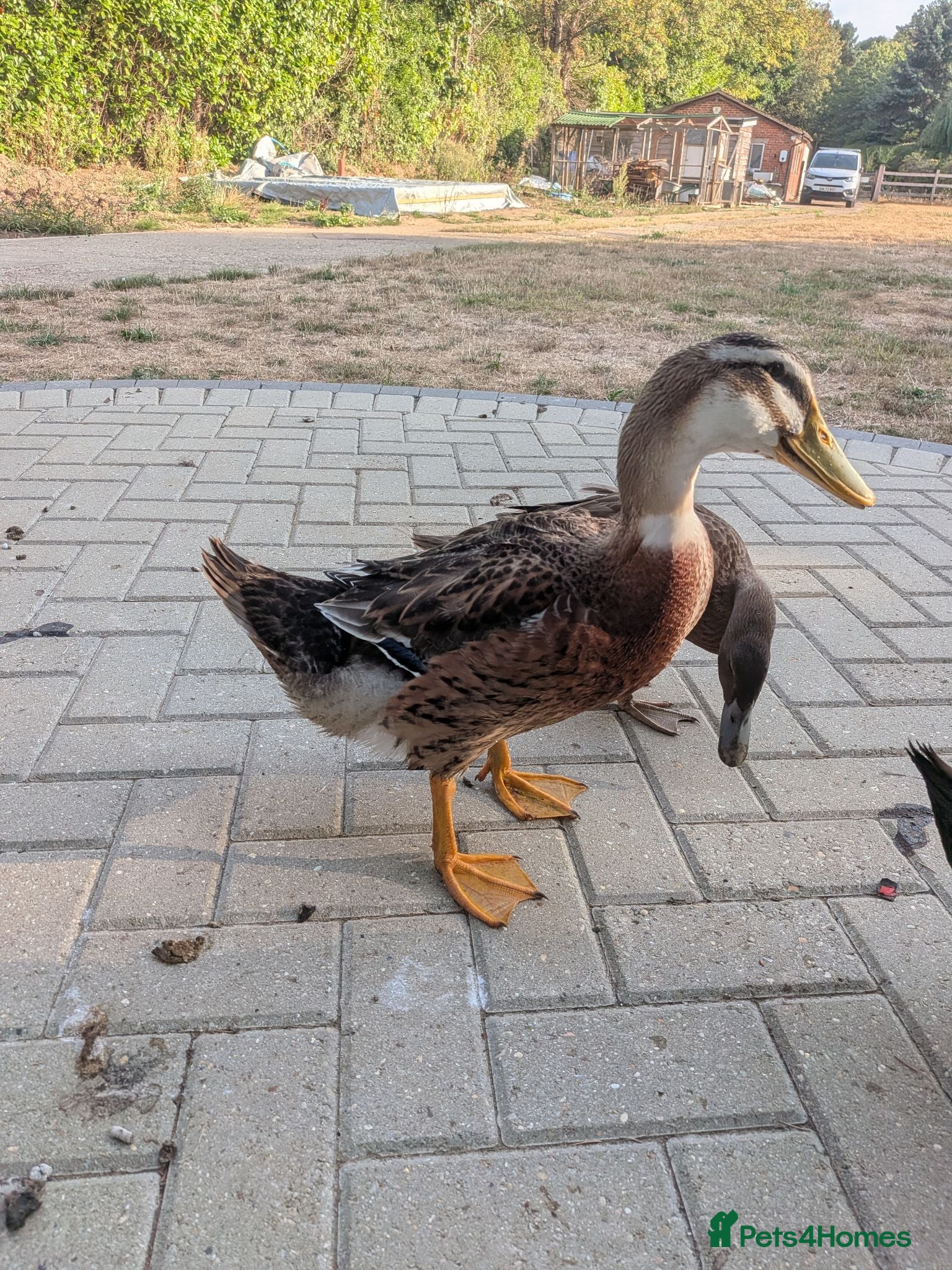 Ducks poultry Runner cross drake for rehoming (free) - Advert 9